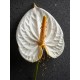 GOLD ANTHURIUM N.01