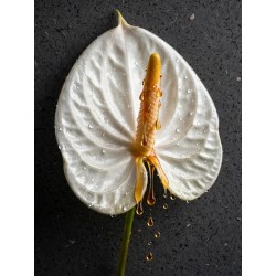 FINE ART - GOLD ANTHURIUM N.01