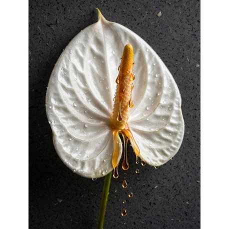 GOLD ANTHURIUM N.01