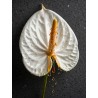 FINE ART - GOLD ANTHURIUM N.01