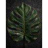 FINE ART - DARK BOTANICAL N.01